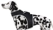 NEW Pet Tracker Portable Pet Tracking Best Dog GPS GSM Geo-Fencing Tracker Size:XS