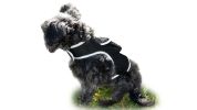 Realtime App Wireless Pet Security GSM GPS Dog Tracking Collars Device Size:XXL