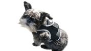Waterproof Realtime Security Pocket GSM Pet Tracker GPS for Dog w/ App Size:M