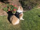 USB Rechargeable Pet Security Pocket GSM GPRS GPS Dog Tracking Device Size:XXL
