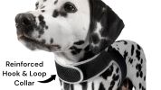 Waterproof Realtime Pet Tracking Device + Easy to Use Dog Tracker Apps Size:XS