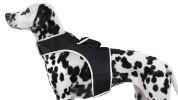 Universal GSM GPS Dog Tracking Collar Mount Realtime Location Tracker Size:L