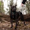 Reflective Dog Leash Heavy Duty Durable for Large Medium Breeds Black 6 Ft Long Rope Tangle Free Braided Leash with Comfortable Handle Black