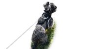 Enhanced Realtime Pet Tracking with Pet Tracker Pocket GSM GPS Dog Locator Size:XL
