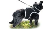 GPS Dog Collar Tracking Device Waterproof Pet Tracker with SMS Alerts Size:M