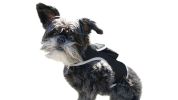 Keep Pet Safe with Pet Tracker GPS Dog Collar Tracking Device + Phone App Size:M