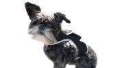 Rechargeable GSM Dog GPS Mini Collar Mounted Realtime Tracker with Gyro System Size:L